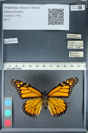 Media type: image;   Entomology 165085